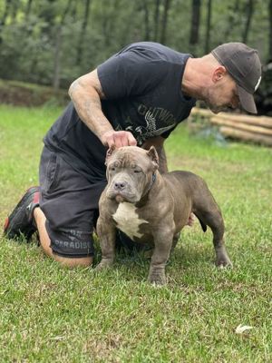 American Bully