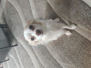 Chihuahua   Dackel Mischling