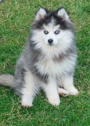 Pomsky TOY F3 Deckrüde 