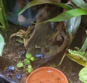 Dendrobates Tinctorius Azureus | Azurblauer Baumsteiger Nachzucht