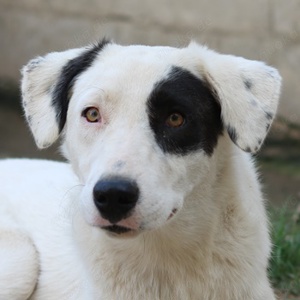 Kiba, geb. ca. 06 2023, lebt in GRIECHENLAND, auf einer privaten Pflegestelle 