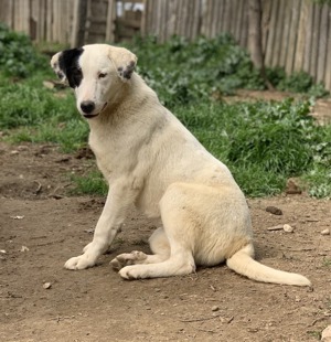Joy, geb. ca. 06 2023, lebt in GRIECHENLAND, auf einer privaten Pflegestelle  Bild 2