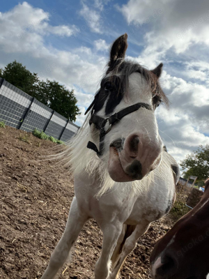 Tinker Hengst Pony 2 Jahre