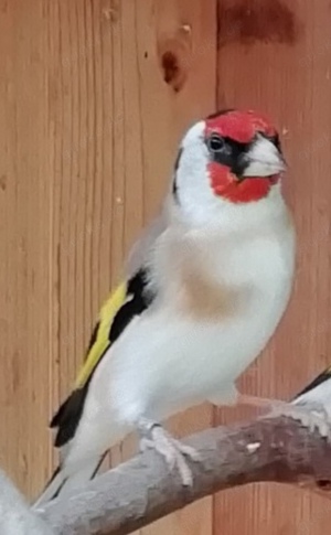 Junge Stieglitz Major