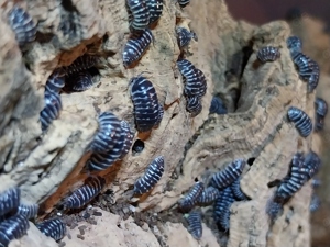 Armadillidium maculatum - Zebra-Rollasseln