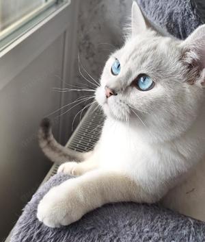 Kater Neo BKH Kitten WCF Stammbaum sehr lieb mit blauen Augen