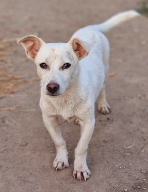 Ares, ein junger Bub, möchte adoptoert werden