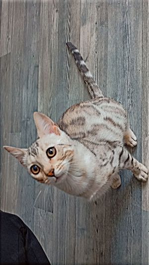 Reinrassige bengal kitte