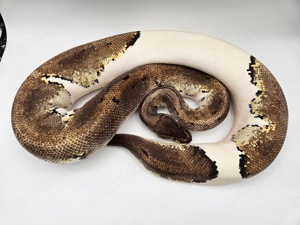 0.1 Pinstripe Piebald 1900g Königspython Python Regius Schlange