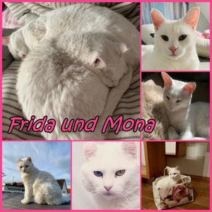  Frieda und Mona zwei Geschwister zum Verlieben