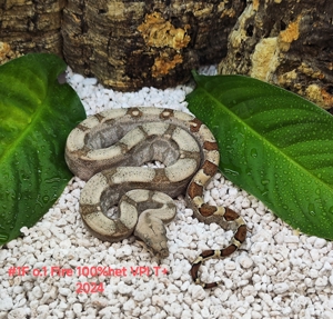 boa constrictor imperator snow Leopard blood sunglow albino anery fire vpi t+