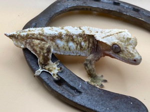 1.0 Correlophus ciliatus 