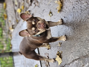 Wunderschöner Französische Bulldoggen Rüde Elvis 