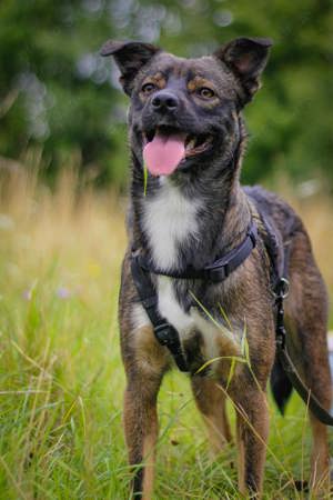 Hund rüde sucht neues Zuhause 