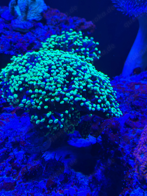 Fimbriaphyllia (Euphyllia) paraancora