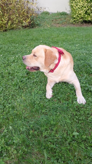 Reinrassig Gelb Labrador zum Decken mit Ahnentafel 