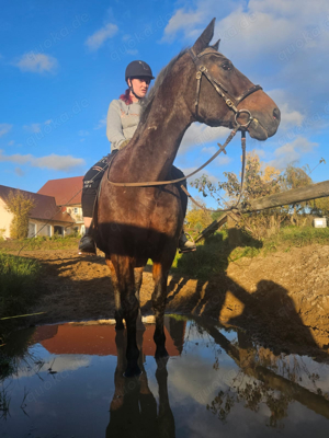 Pferd schweren herzens abzugeben 