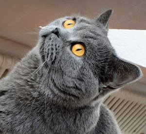 Reinrassige BKH Deckkater