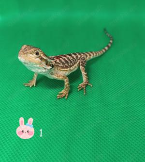 Bartagamen (pogona vitticeps) NZ 7 2024 aus erfahrener Hobbyzucht abzugeben!!! 