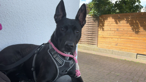 Malinoi Hündin sucht neues zuhause 