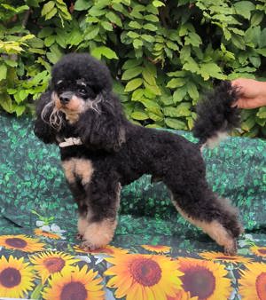  Erfahrener DECKRÜDE Zwergpudel schwarz-loh Black and Tan, VDH, vererbt rot  fawn apricot Pudel