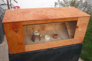 Goldhamster Babys Bild 7