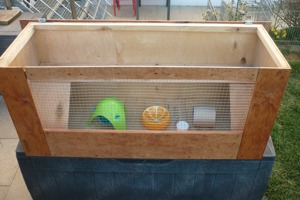 Goldhamster Babys Bild 9