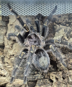  1.0 Grammostola pulchripes