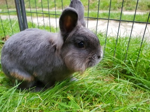 Zwergkaninchen Löwenköpfchen blau 