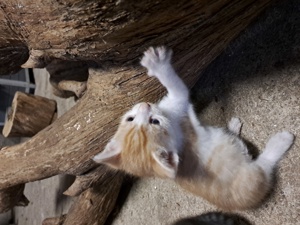 niedlicher Kater, sehr zahm und kinderlieb 