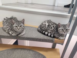 BKH British Kurzhaar Kitten  Silver Tabby  Whiskas Katze