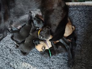 Wunderschöne Malinois Welpen Verfügbar