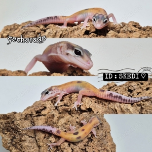 1.0 Leopardgecko Männchen - (MS Ghost) HX Eclipse TA 