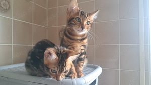 Bengal Katzen 