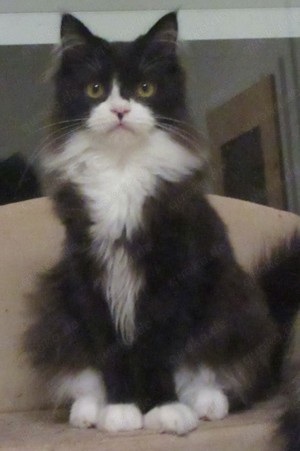 Maine Coon - Kater + Kätzin