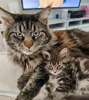 Main Coon kitten 