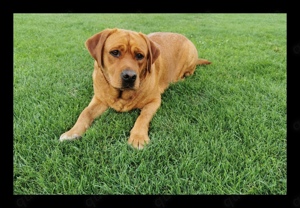 Wunderschöne foxred Labrador Hündin mit FCI Ahnentafel aus der kräftigen Showlinie 