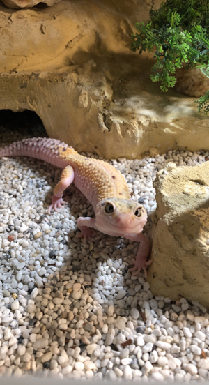 Leopardgecko Weibchen dringend zu verkaufen