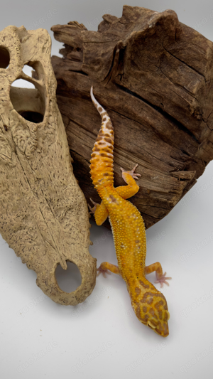 Leopardgecko Sunglow 0.1