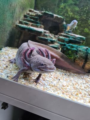 Axolotl 3 Jahre alt (mit Makropoden und Antennenwelse)