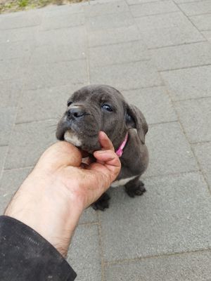 Cane Corso Welpen...noch 3 wunderschöne Hündinen