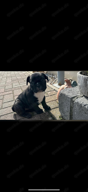 Französische Bulldogge Welpe