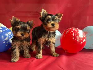 Yorkshire Terrier Welpen mit KFT VDH Papieren