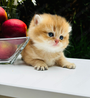 BKH-BLH Kitten reinrassige Typ volle britisch katzen black golden black silver vom Züchter