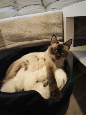 Babykatzen Siamese 