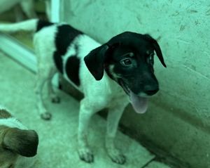 Emma sucht Geborgenheit und ein Zuhause Bild 6