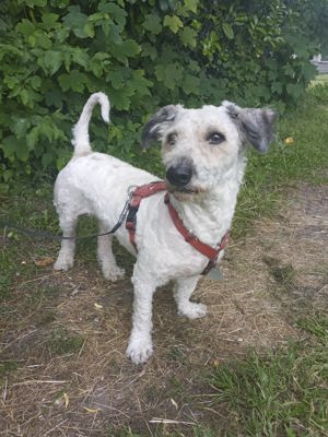 Buba sucht seine Familie. Bild 2