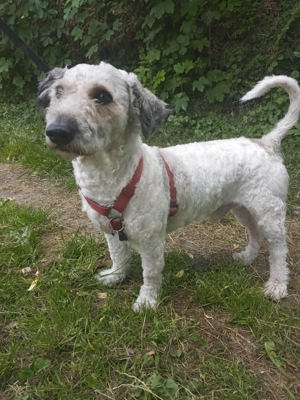 Buba sucht seine Familie. Bild 3