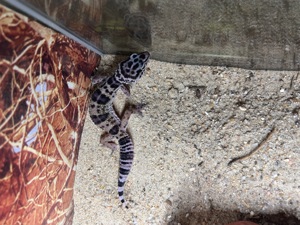 Leopardgecko