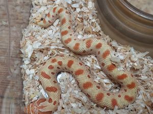 Heterodon nasicus cb24 Extreme red toffee conda 